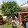 fanshalamadridn