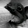 ☣︎ᴊᴇꜱꜱᴇ☣︎