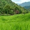 phengpheng8627