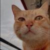 kucing1206_