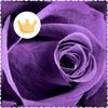 lizbeth.r.r.ly