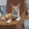 cattyfamilly