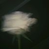 feyri_1020