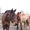 _two.jumping.horses_