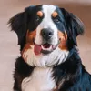 atena.bernese
