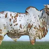 keitafamo