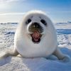 bagel_seal1