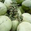 kelapa dua