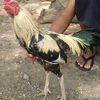 user25sithu