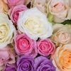 rosey_bea
