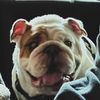 Sir Albert the Bulldog