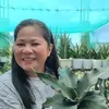 carolineramosmasb
