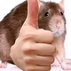 cheese1_2.3