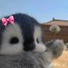 xzy.wawa