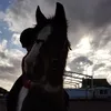 xabbieandponiesx