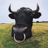 cowmaxxer300