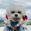 愛的花花世界
