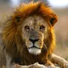 YouTube animals (Link below)