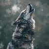 aze_qiral_777