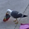seagulleatingchips