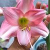 flores_franm