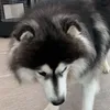 ronnydagoat66