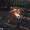 nicqzx_2