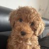 knoffy_maltipoo