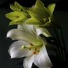 nabila.ifrah