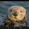otter_fur1