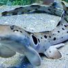 sharklover_9000