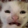 chimichangachomper1