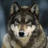 wolfpack_boy