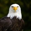 eaglesixxx