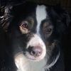 mrssleepyyandaussies