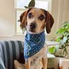 heyjudethebeagle