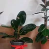 azondevilla