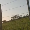 luanna_silva___