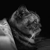 greeencaat