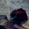 ms_loye