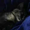 eeorif