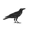 Crow