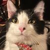 radio_cat