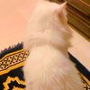 its_riyad_5