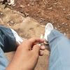 ars_8779