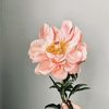 peonyjingga