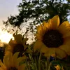 sunflower_bee_grow_a_gar