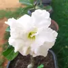 sssdsousa1