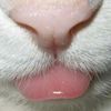 eyelovegatos