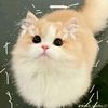 mst_sadiya8